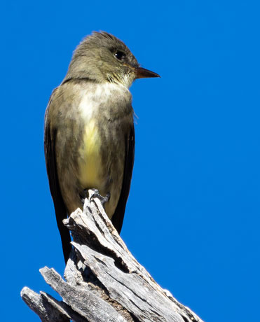 Western Wood-Pewee Contopus sordidulus