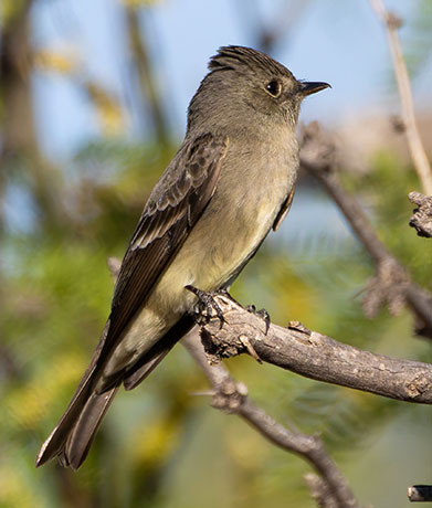 Western Wood-Pewee Contopus sordidulus