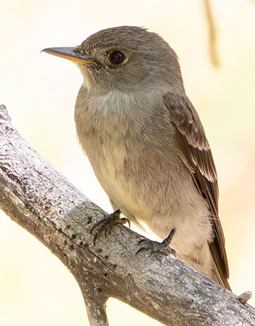 Western Wood-Pewee Contopus sordidulus