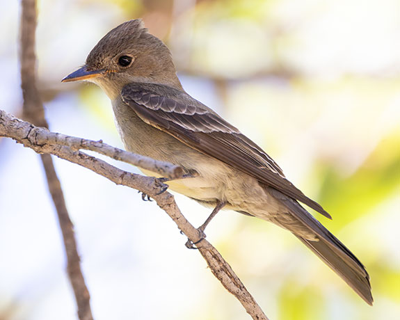 Western Wood-Pewee Contopus sordidulus