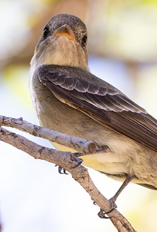Western Wood-Pewee Contopus sordidulus