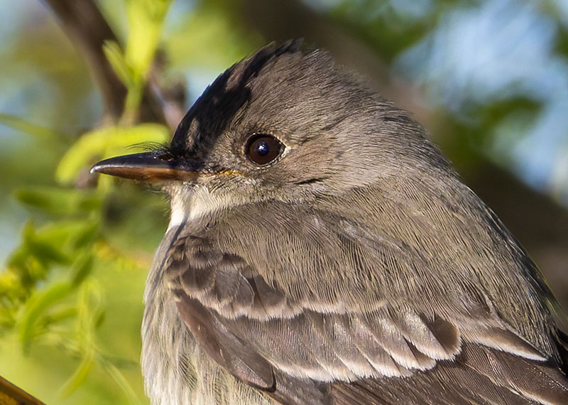 Western Wood-Pewee Contopus sordidulus