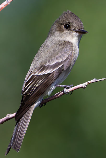 Western Wood-Pewee Contopus sordidulus