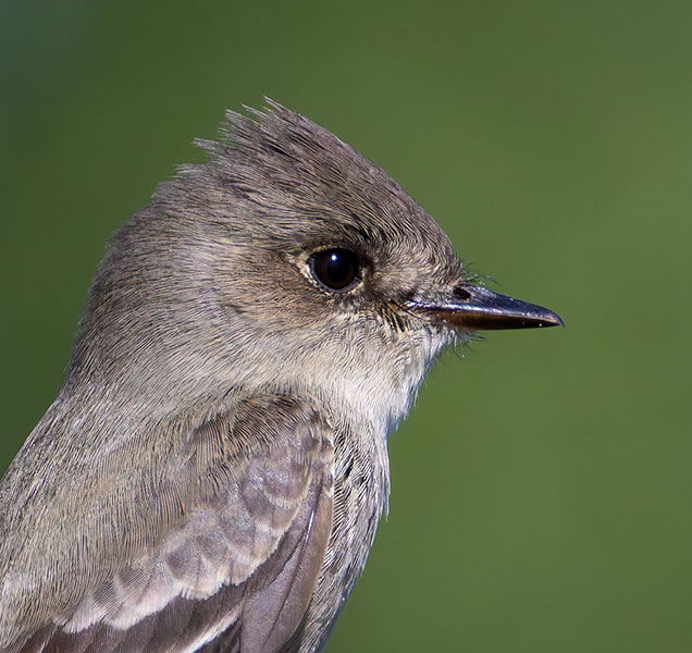 Western Wood-Pewee Contopus sordidulus