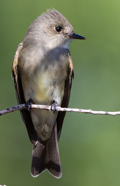 Western Wood-Pewee Contopus sordidulus