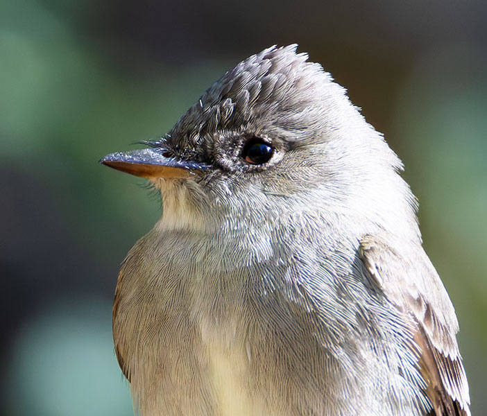 Western Wood-Pewee Contopus sordidulus