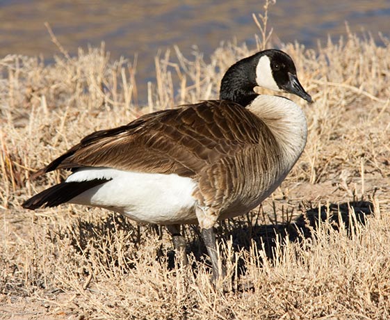 Canada Goose Branta canadensis 