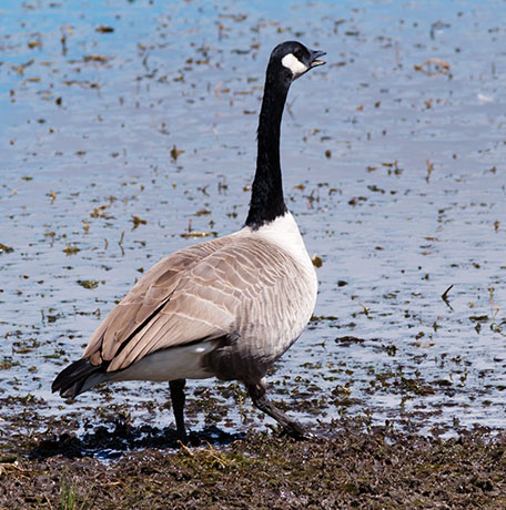 Canada Goose Branta canadensis 