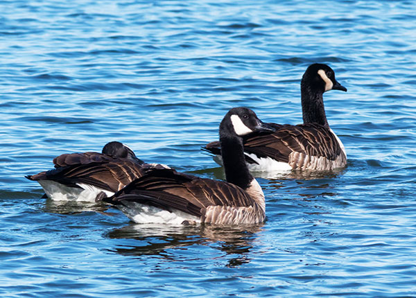 Canada Goose Branta canadensis 