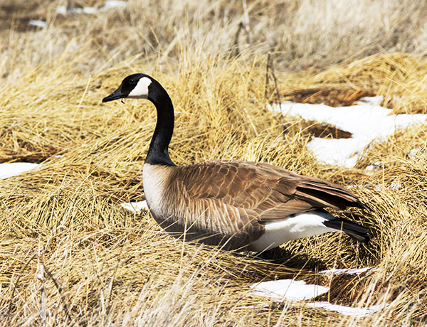 Canada Goose Branta canadensis 