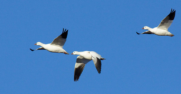 Ross's Goose Chen rossii 