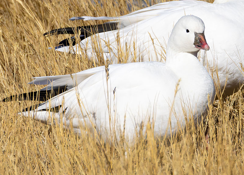 Ross's Goose Chen rossii 