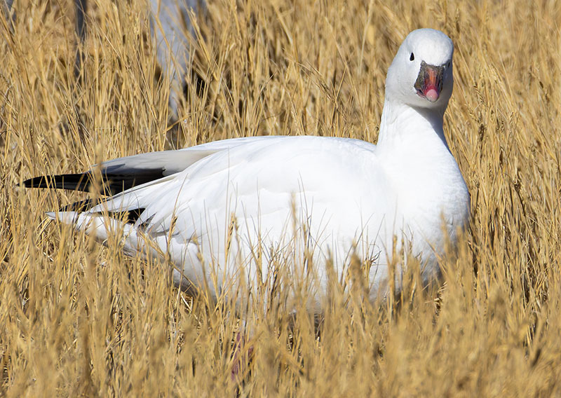 Ross's Goose Chen rossii 
