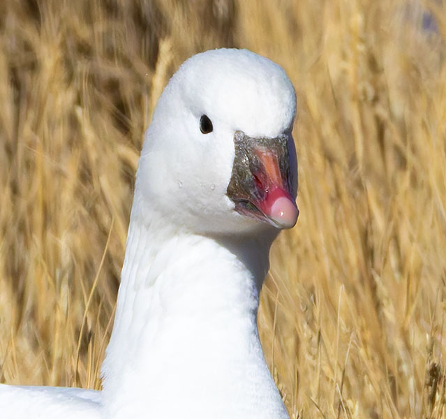 Ross's Goose Chen rossii 