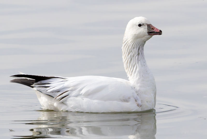 Ross's Goose Chen rossii 