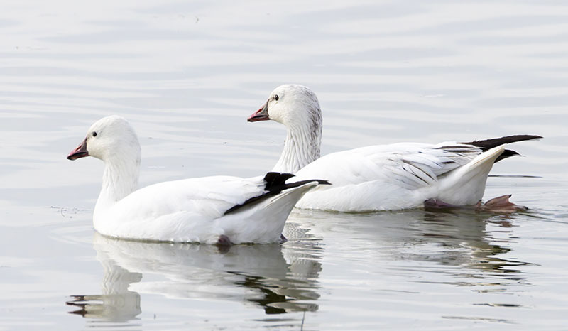 Ross's Goose Chen rossii 
