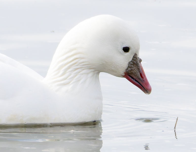 Ross's Goose Chen rossii 