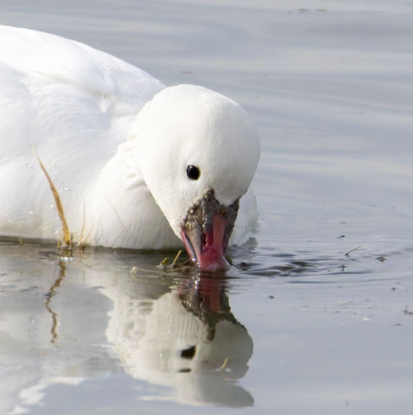 Ross's Goose Chen rossii 