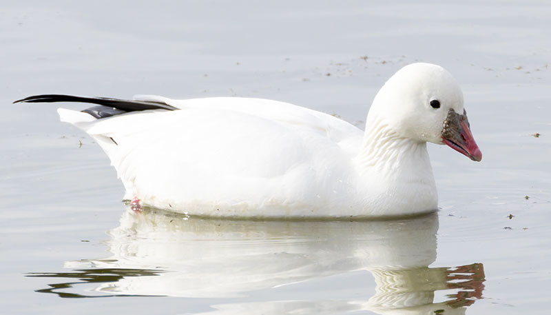 Ross's Goose Chen rossii 