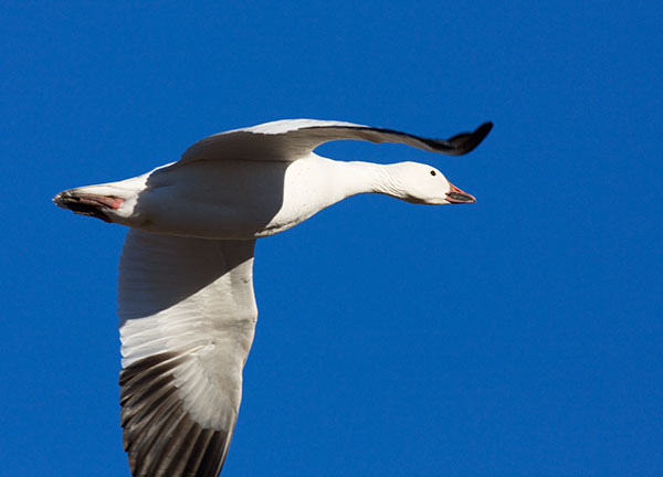 Snow Goose Chen caerlescens in flight
