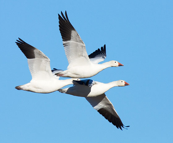 Snow Geese Chen caerlescens in flight