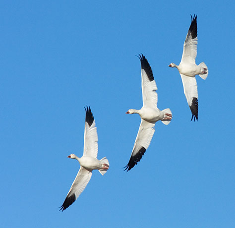 Snow Geese Chen caerlescens in flight