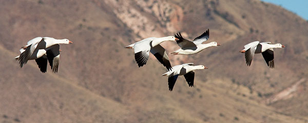 Snow Geese Chen caerlescens in flight