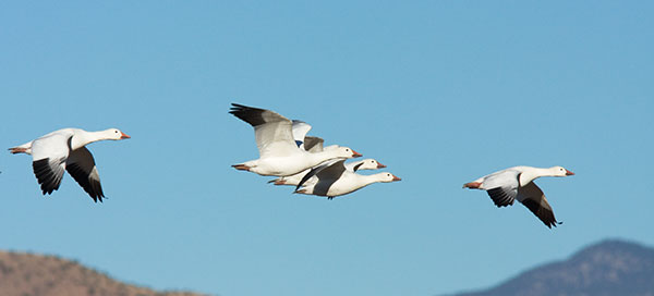 Snow Geese Chen caerlescens in flight