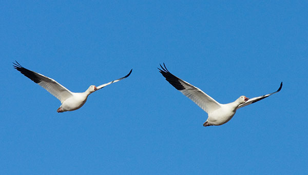 Snow Geese Chen caerlescens in flight