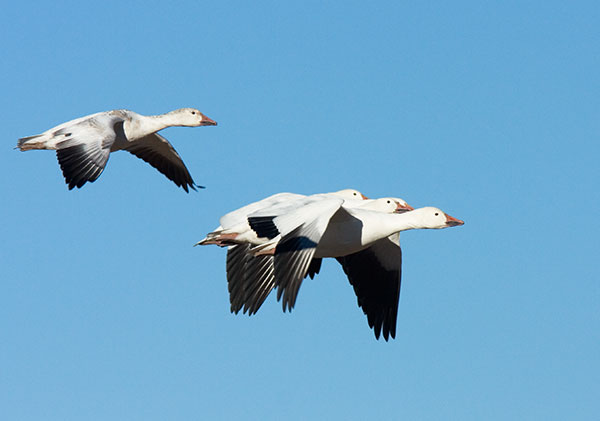Snow Geese Chen caerlescens in flight