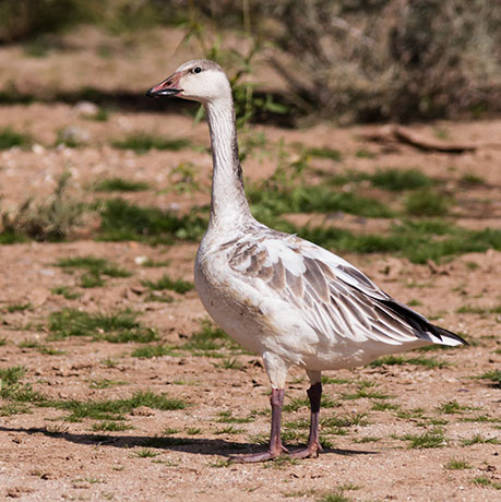 Snow Geese Chen caerlescens in flight