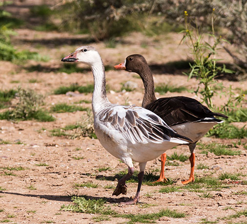 Snow Geese Chen caerlescens in flight