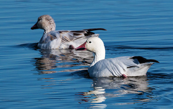 Snow Geese Chen caerlescens