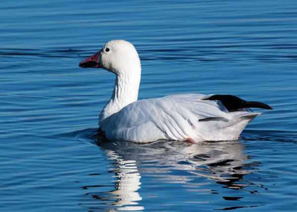 Snow Geese Chen caerlescens
