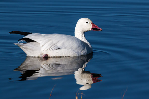 Snow Geese Chen caerlescens