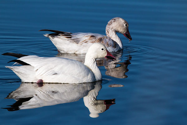 Snow Geese Chen caerlescens