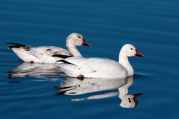 Snow Geese Chen caerlescens