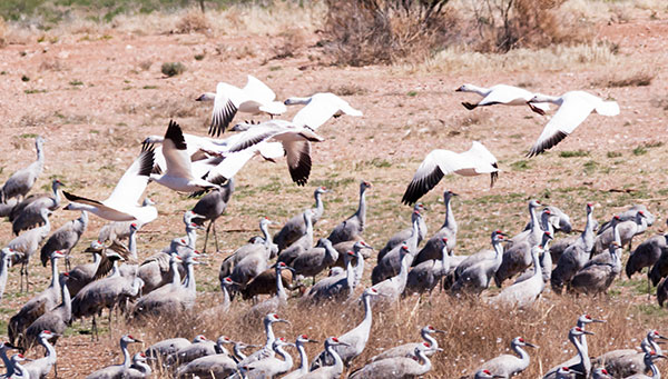 Snow Geese Chen caerlescens