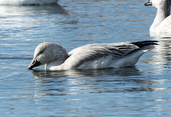 Snow Geese Chen caerlescens