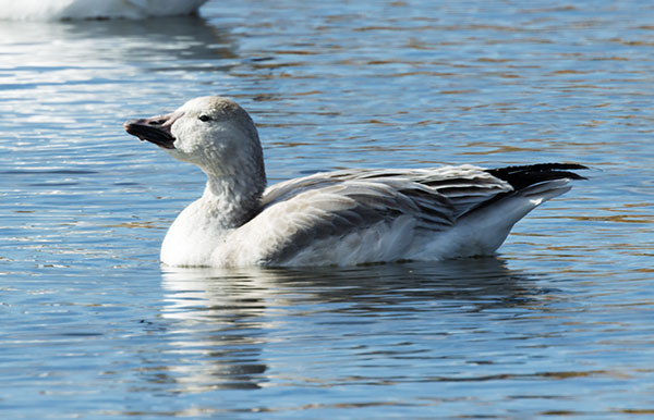 Snow Geese Chen caerlescens