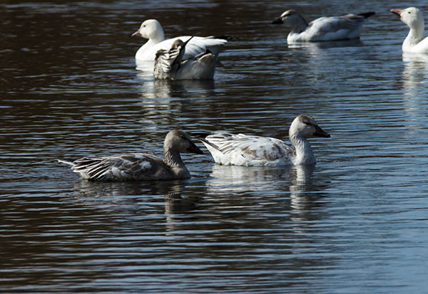 Snow Geese Chen caerlescens