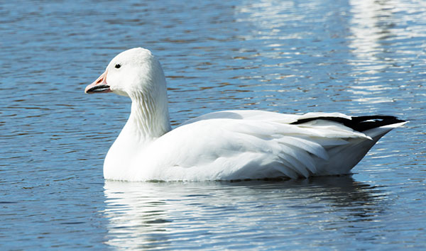 Snow Geese Chen caerlescens