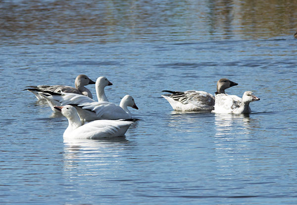 Snow Geese Chen caerlescens