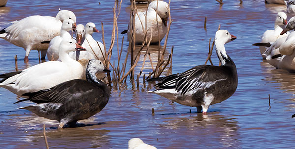 Snow Geese Chen caerlescens
