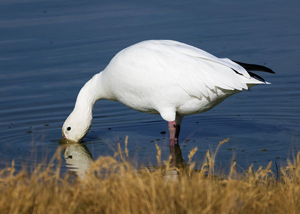 Snow Geese Chen caerlescens