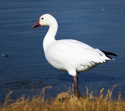 Snow Geese Chen caerlescens