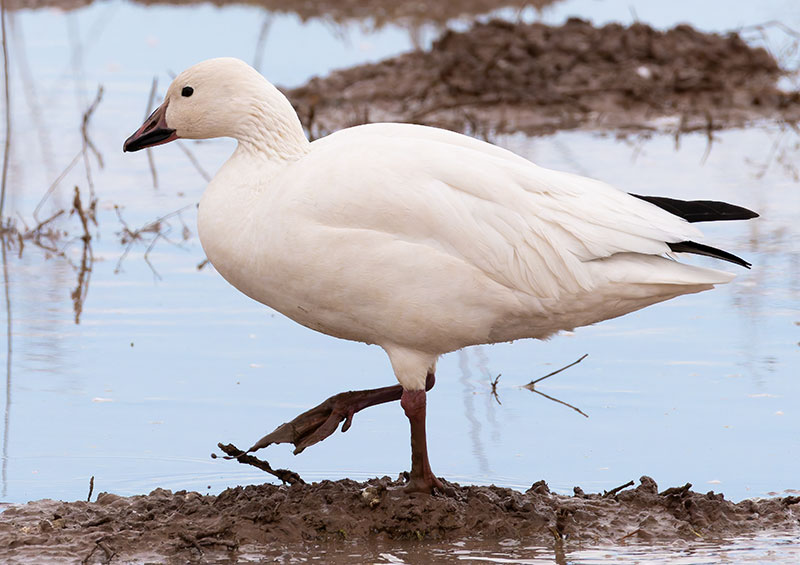 Snow Geese Chen caerlescens