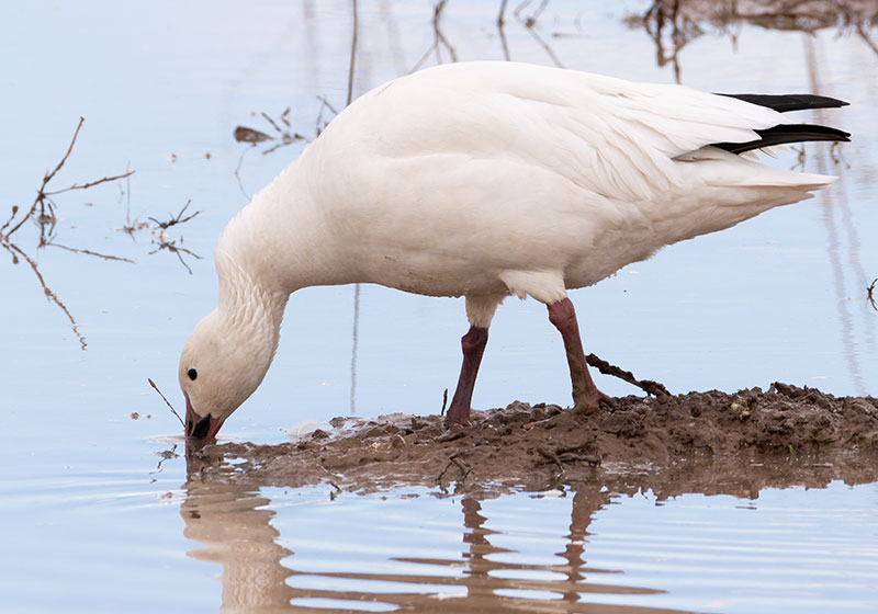 Snow Geese Chen caerlescens