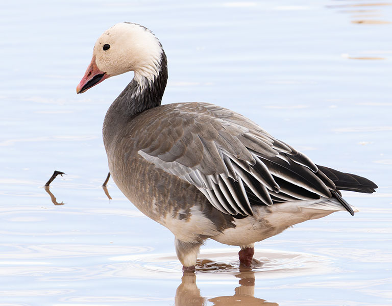 Snow Geese Chen caerlescens