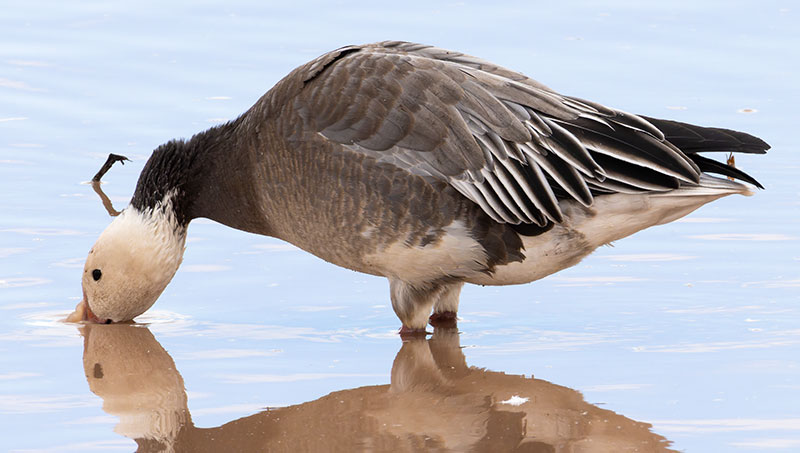 Snow Geese Chen caerlescens